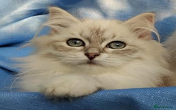 Siberian cats for sale: GCCF Registered Pure Siberian kittens For Sale.   - Image 20