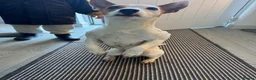 Jack Russell dogs for sale: Jack Russell Male  in Holyhead - Advert 2