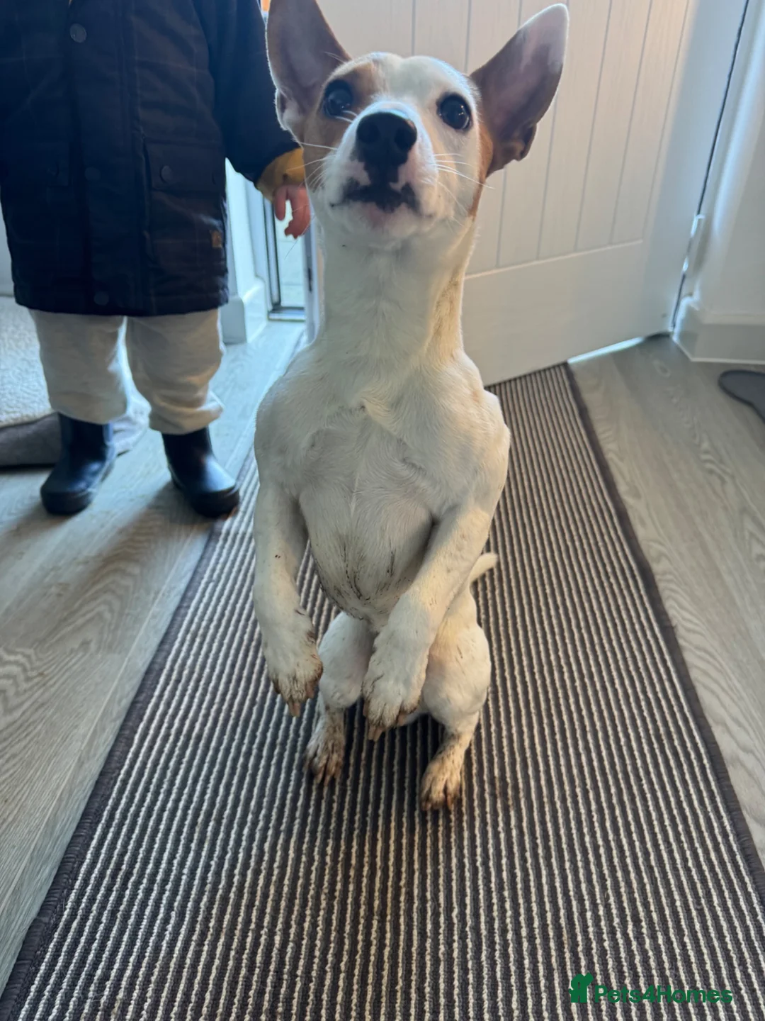 Jack Russell dogs for sale: Jack Russell Male  in Holyhead - Advert 2