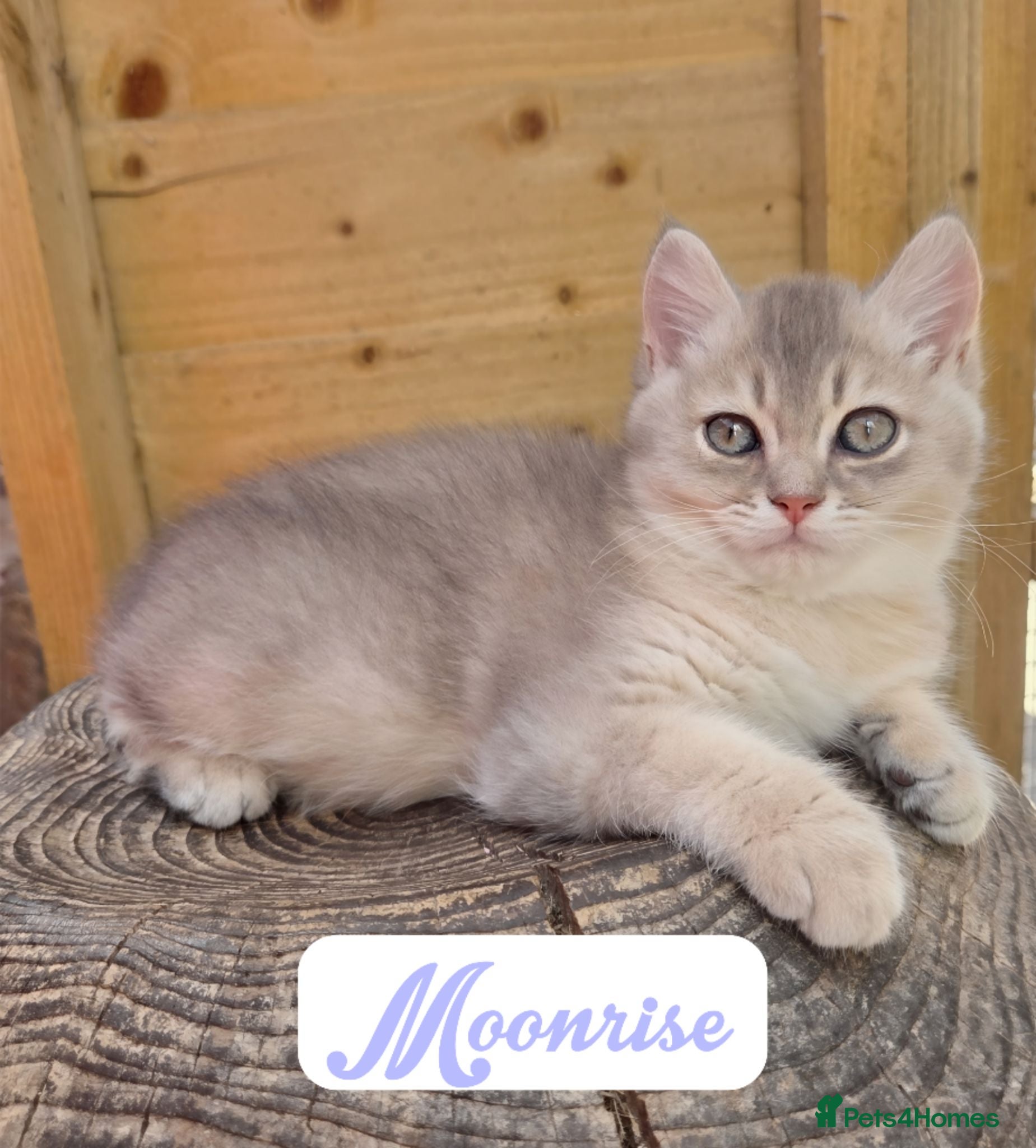 British Shorthair cats 💎 Very Sweet Blue Golden Male 💎 - Advert 10