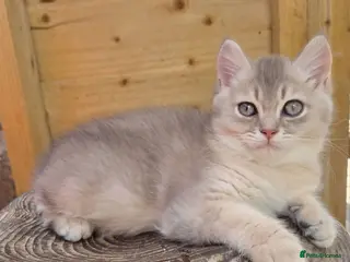British Shorthair cats 💎 Very Sweet Blue Golden Male 💎 - Advert 10