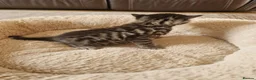 Mixed Breed cats for sale: Beautiful Domestic Shorthair Male Kitten - Advert 16