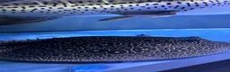 Other/Mixed Breed fish for sale: Fresh water stingray pair  in Weston-super-Mare - Advert 3