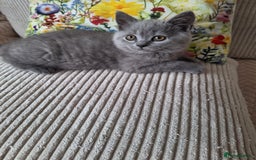 Scottish Fold cats for sale: Discount! Half price! Pure breed Scottish Fold  - Image 9