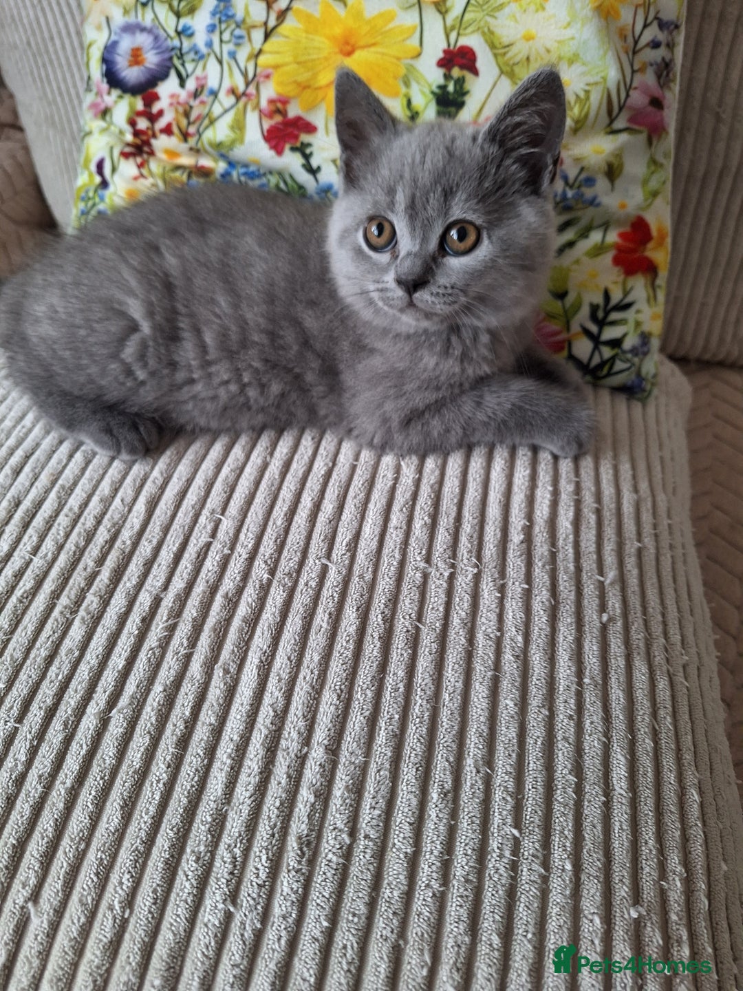 Scottish Fold cats for sale: Discount! Half price! Pure breed Scottish Fold  - Image 9