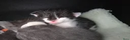 Mixed Breed cats for sale: Maine Coon x Oriental Mix - Advert 14