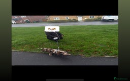 Cocker Spaniel dogs for sale: Cocker spaniel  - Advert 6