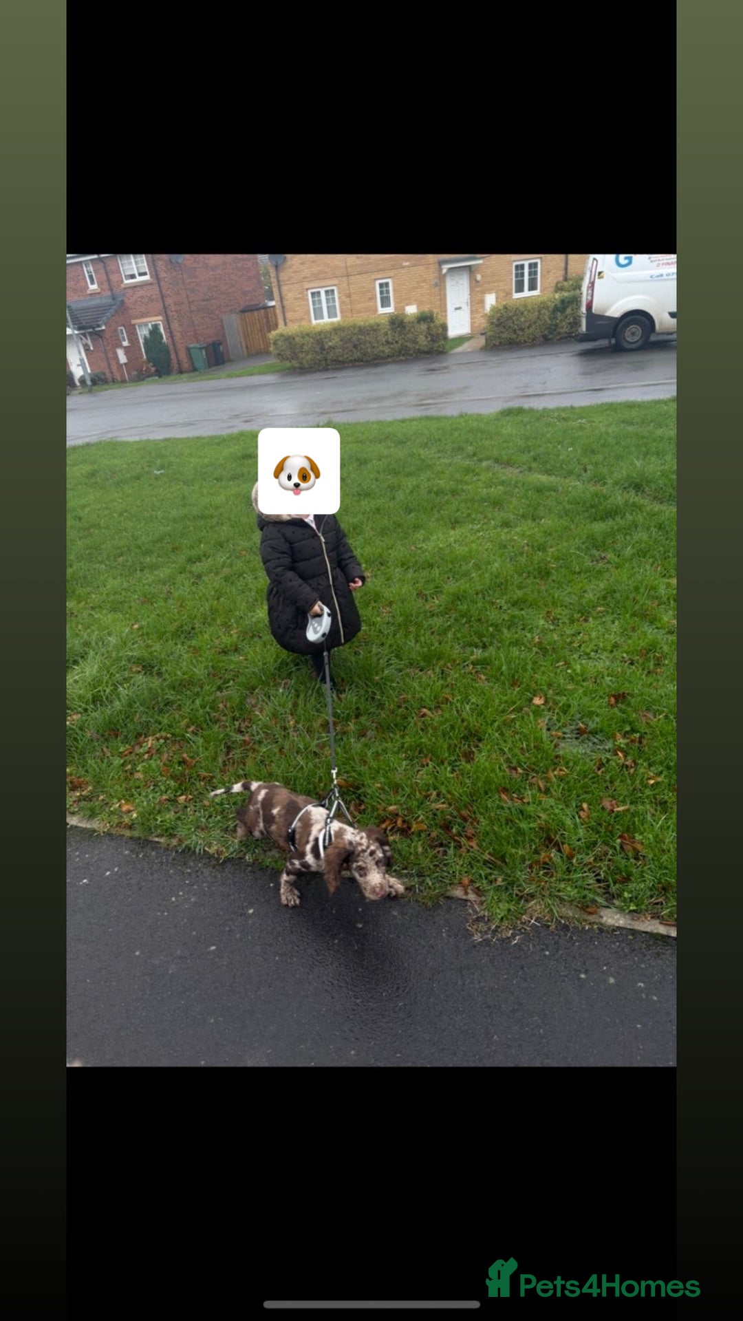 Cocker Spaniel dogs for sale: Cocker spaniel  - Advert 6