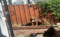 Mixed Breed dogs for sale: American bulldog & Cane Corso - Image 2