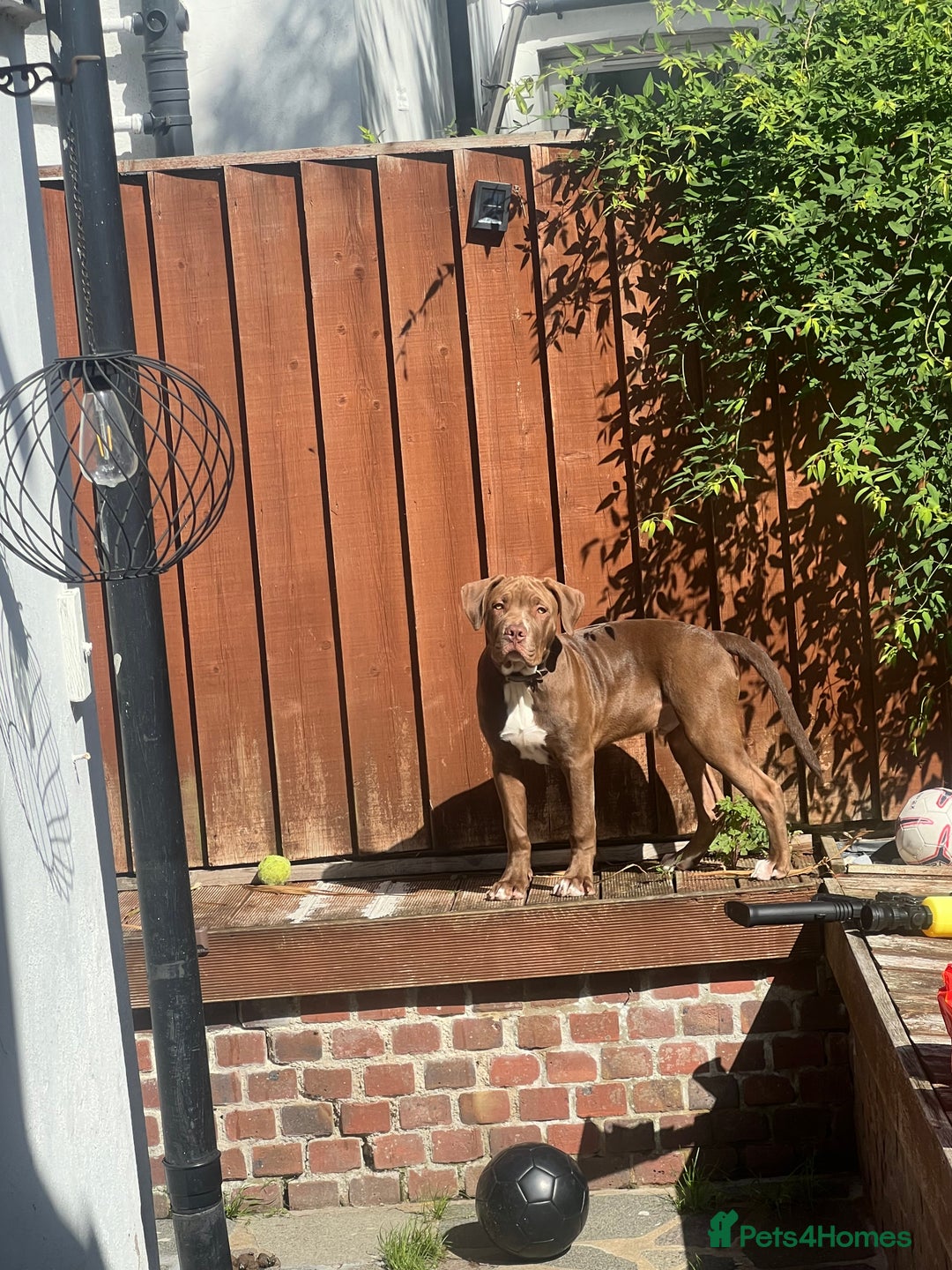 Mixed Breed dogs for sale: American bulldog & Cane Corso - Image 2