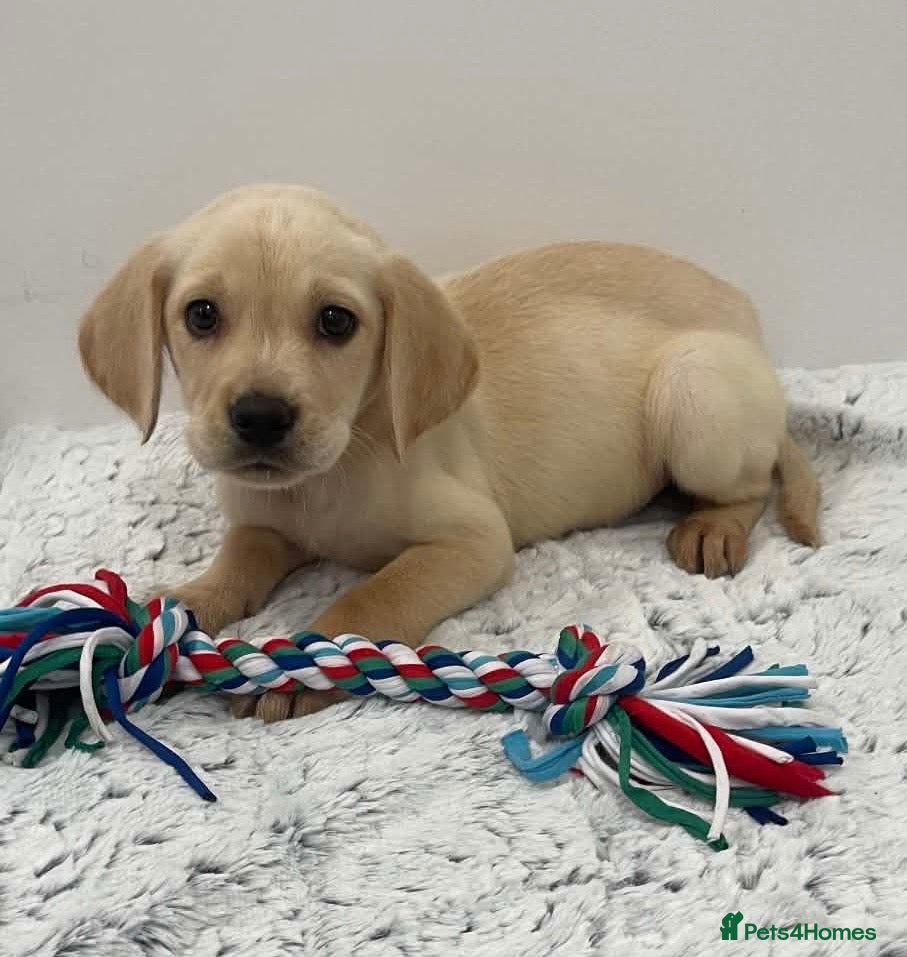 Cockerdor dogs Beautiful cockerdor pups NOW READY - Advert 1