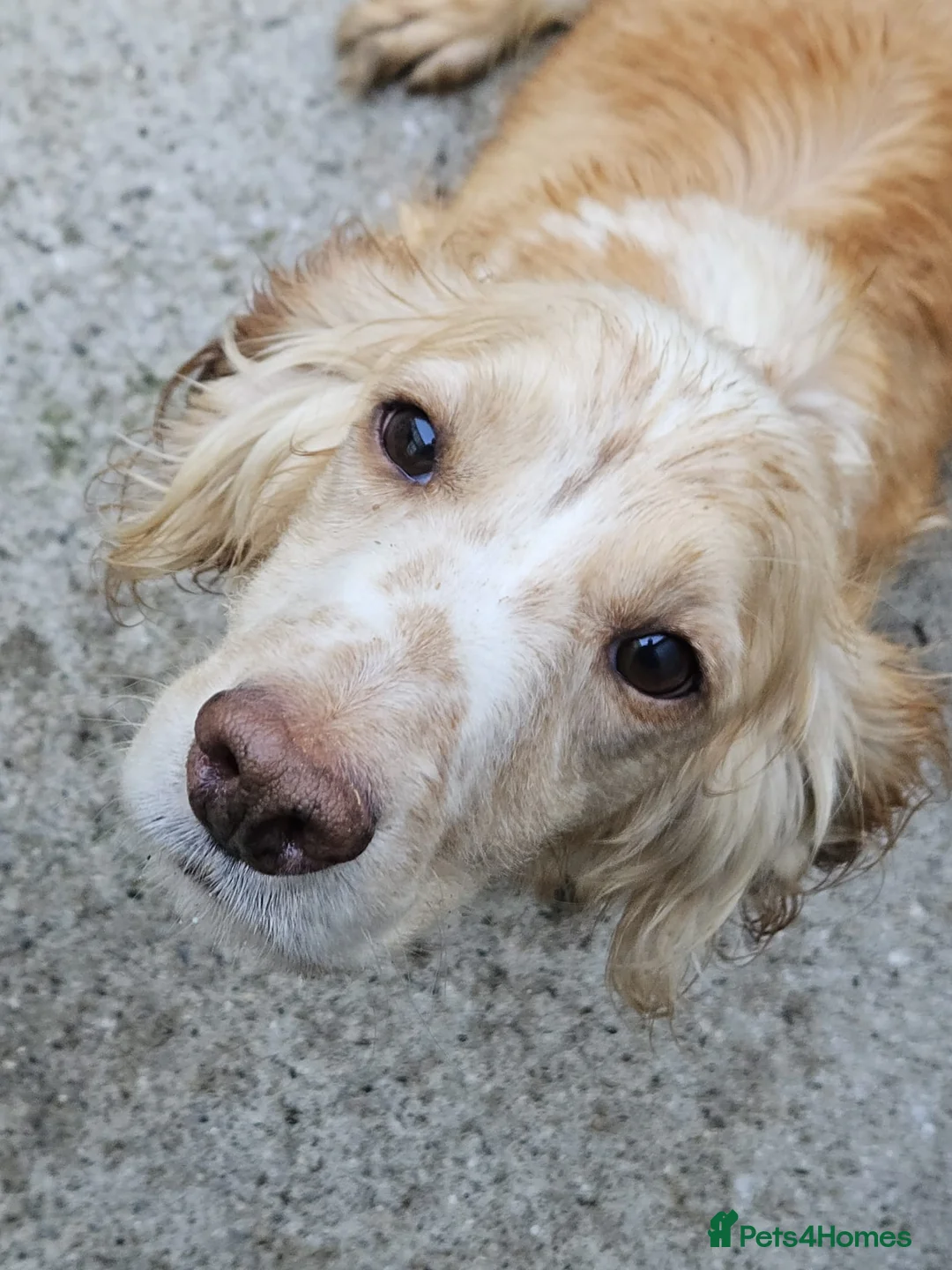 Cocker Spaniel dogs for sale: Beautiful Cocker Spaniels ready for new homes. - Advert 18