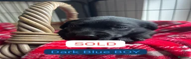 Labrador Retriever Puppy 1
