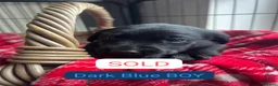 Labrador Retriever dogs for sale: KC BLACK LABRADOR PUPPIES - Advert 26