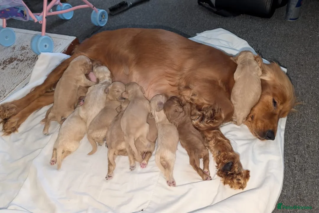 Cockapoo dogs for sale: Cockerpoo Puppies  - Advert 40