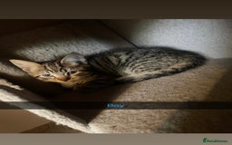 Domestic Shorthair cats for sale: 5 beautiful kittens  - Image 4