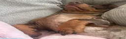 Miniature Dachshund dogs for sale: Miniature dachshund - Advert 5
