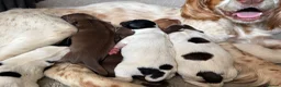 Cocker Spaniel dogs for sale: Working cocker spaniel puppies  in Berkeley - Advert 1