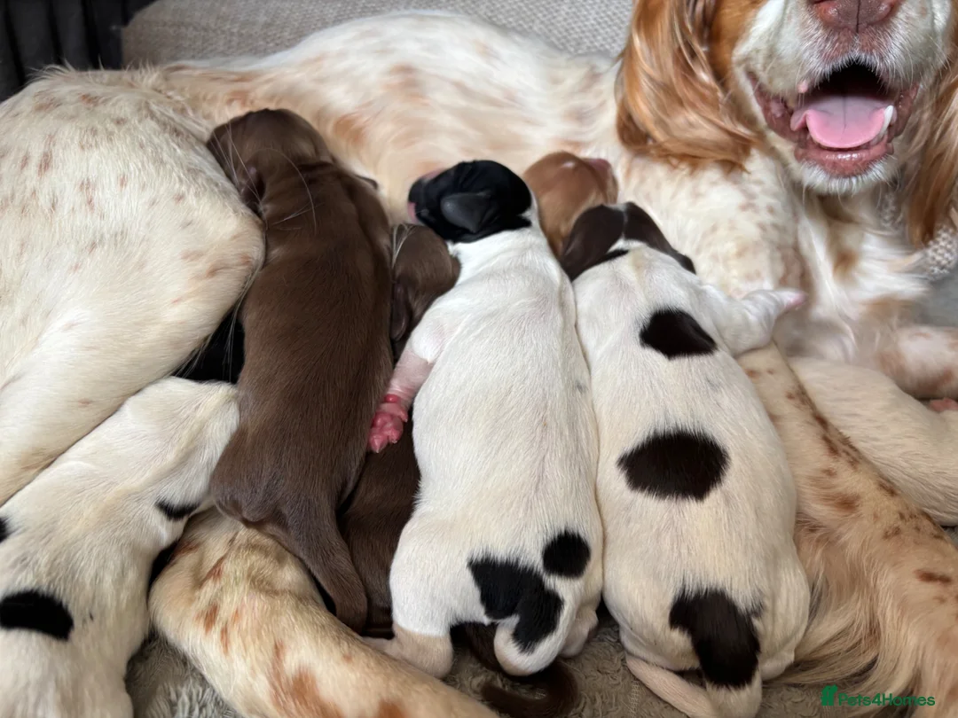 Cocker Spaniel dogs for sale: Working cocker spaniel puppies  in Berkeley - Advert 1