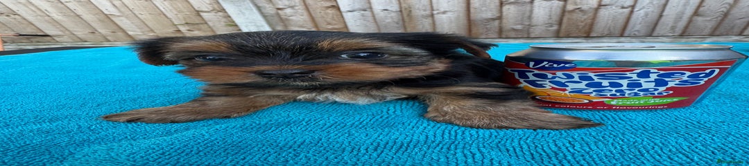 Yorkshire Terrier Puppy 3