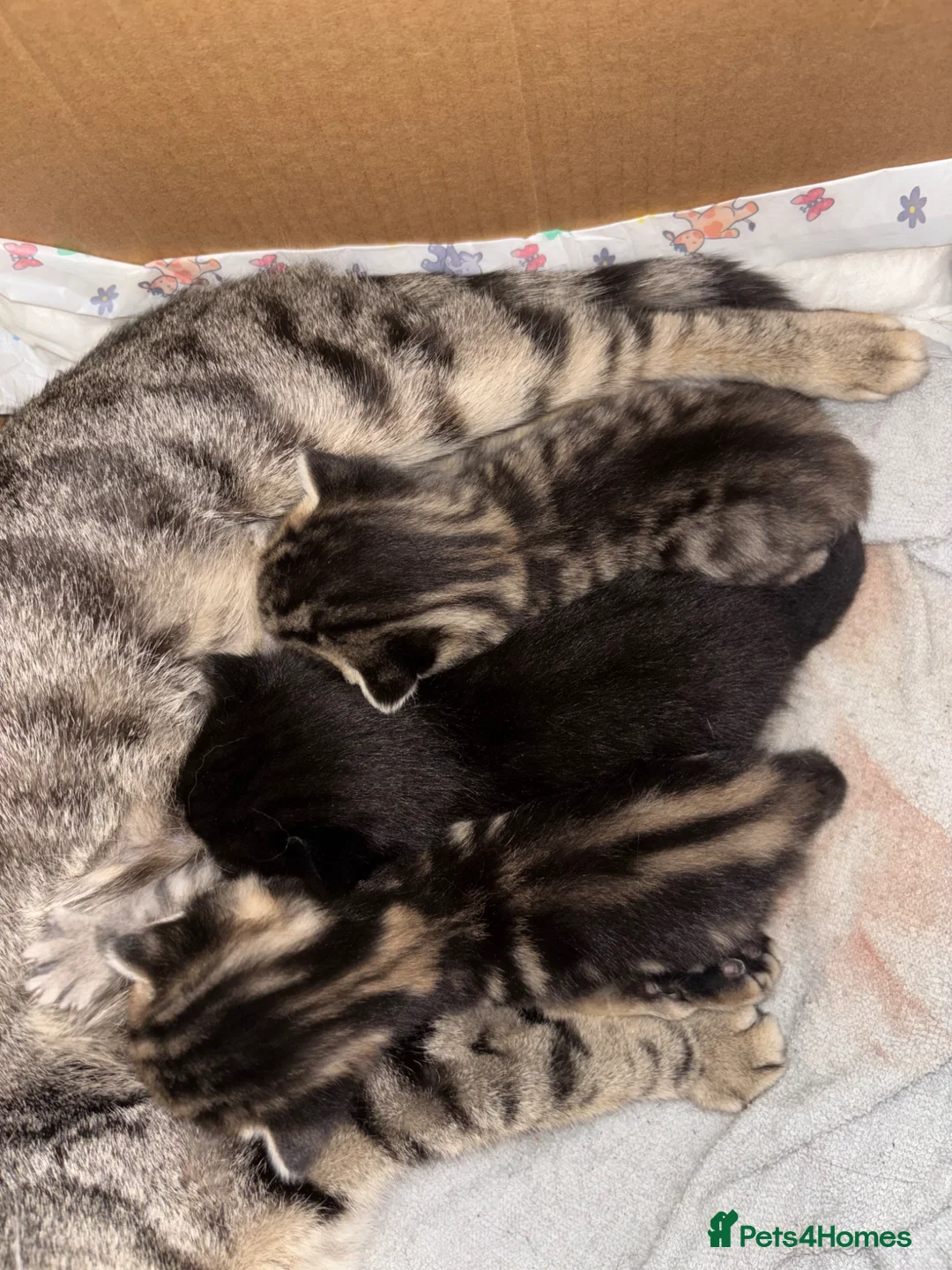 Mixed Breed cats for sale: 2 kittens for sale  in Basildon - Advert 9