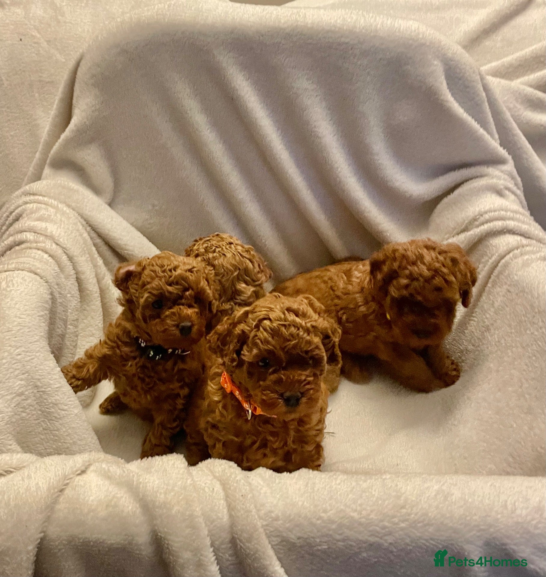 Toy Poodle dogs 🐾 GORGEOUS RED TOY POODLE GIRLS - Advert 1