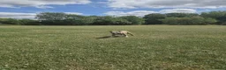 American Bully dogs for sale: Two Stunning American Bully Standard Puppies - Advert 11