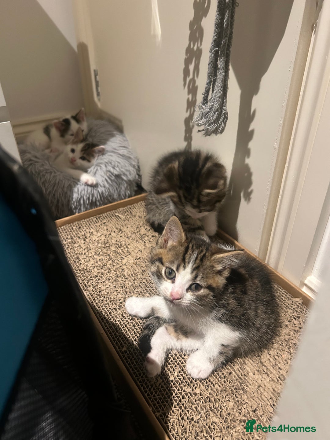 British Shorthair cats for sale: 3 beautiful boys and 1 girl - Image 4