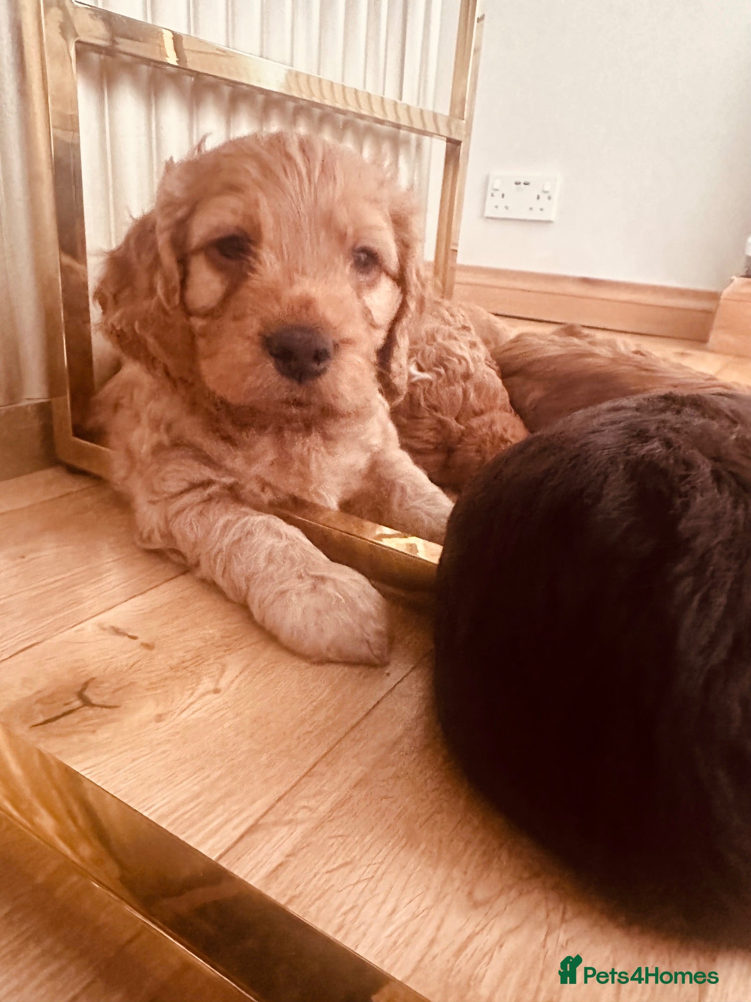 Cockapoo dogs Beautiful miniature F2 cockapoos - Advert 2