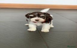 Miniature Schnauzer dogs for sale: 5* Licensed KC Toy Chocolate Schnauzers - Image 31
