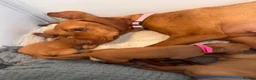 Hungarian Vizsla dogs for sale: Stunning Hungarian vizsla puppies x9 - Advert 17