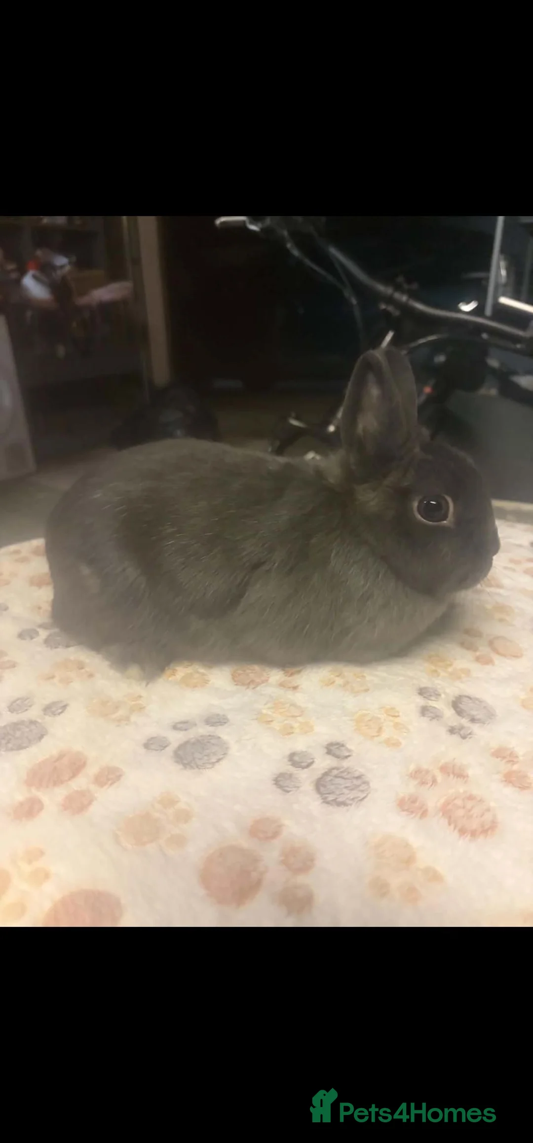 Netherland Dwarf rabbits for sale: Blue Netherland Dwarf Doe - Advert 2