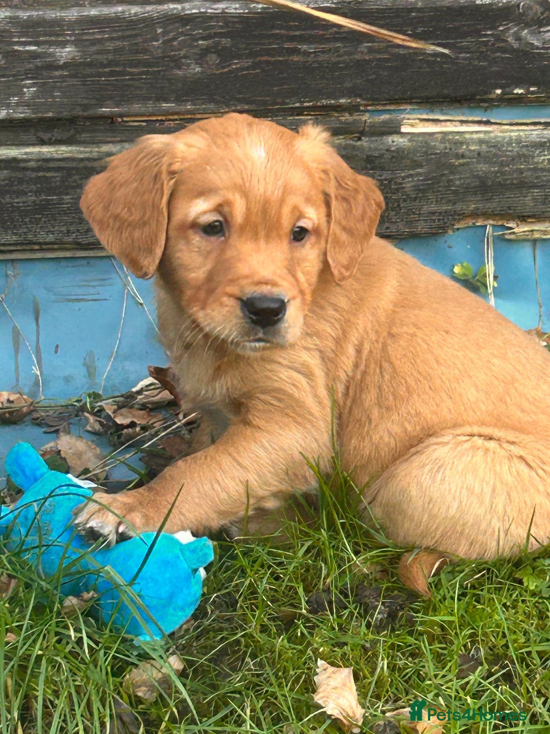 Golden Retriever dogs for sale: KC Working Golden Retriever Pups - Advert 4