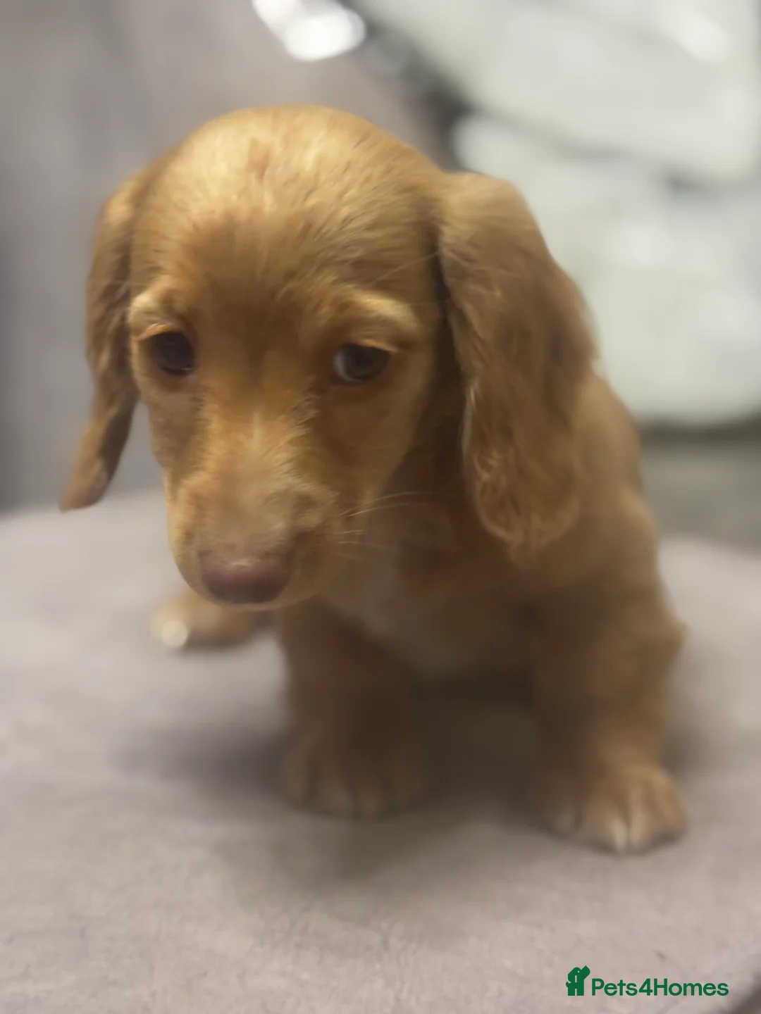 Miniature Dachshund dogs for sale: Long haired cream Puppies  - Advert 28