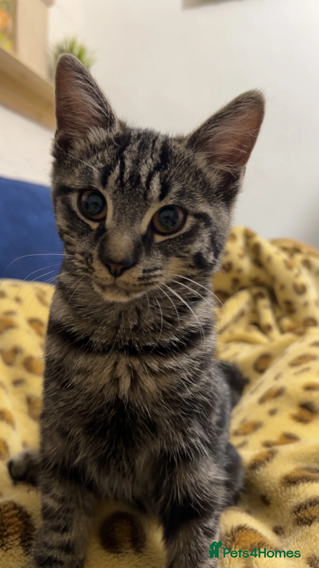 Mixed Breed cats for sale: Grey female cat - Advert 2