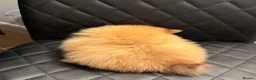 Pomeranian dogs for sale: Quality KC registered Pomeranian Female Puppies  - Advert 11