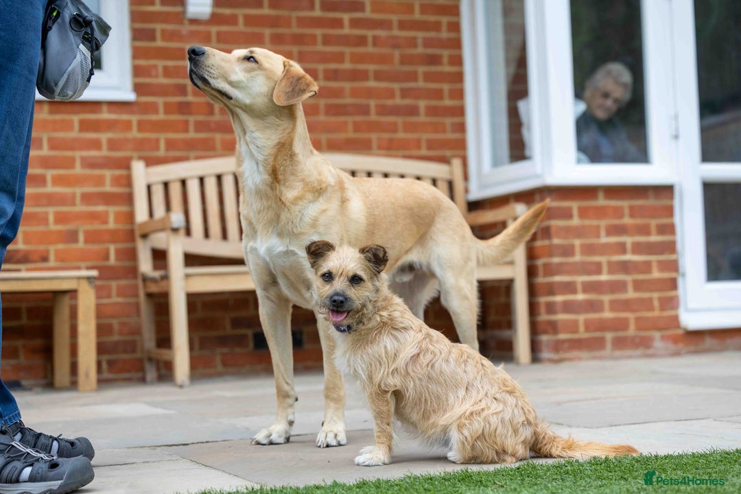 Mixed Breed dogs for adoption: Livvy - Image 8