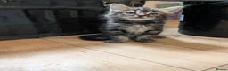 Mixed Breed cats for sale: Gorgeous Kittens Ready for their new homes now.  - Advert 21