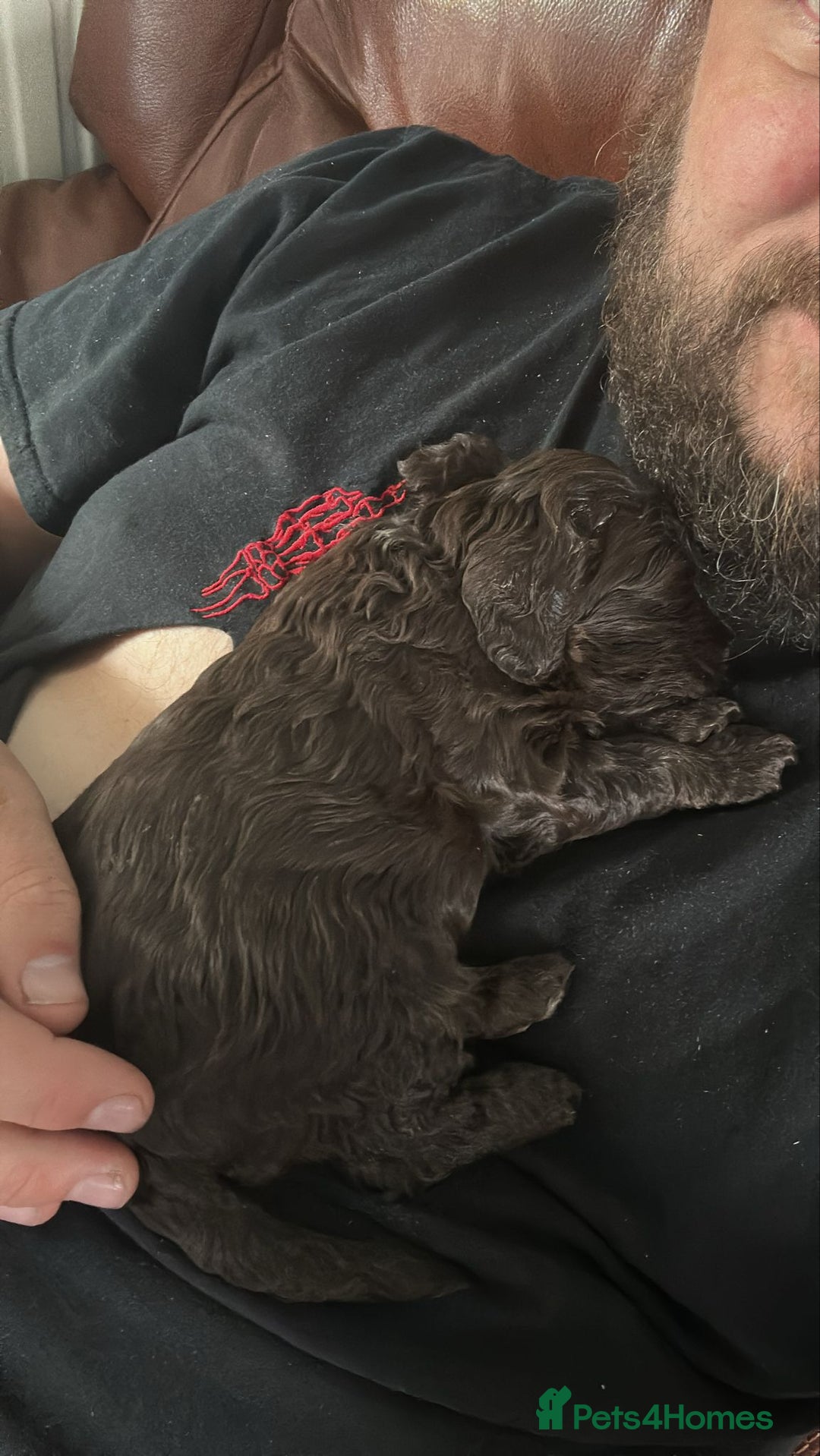 Cockapoo dogs for sale: Stunning cockapoo puppies  - Image 33