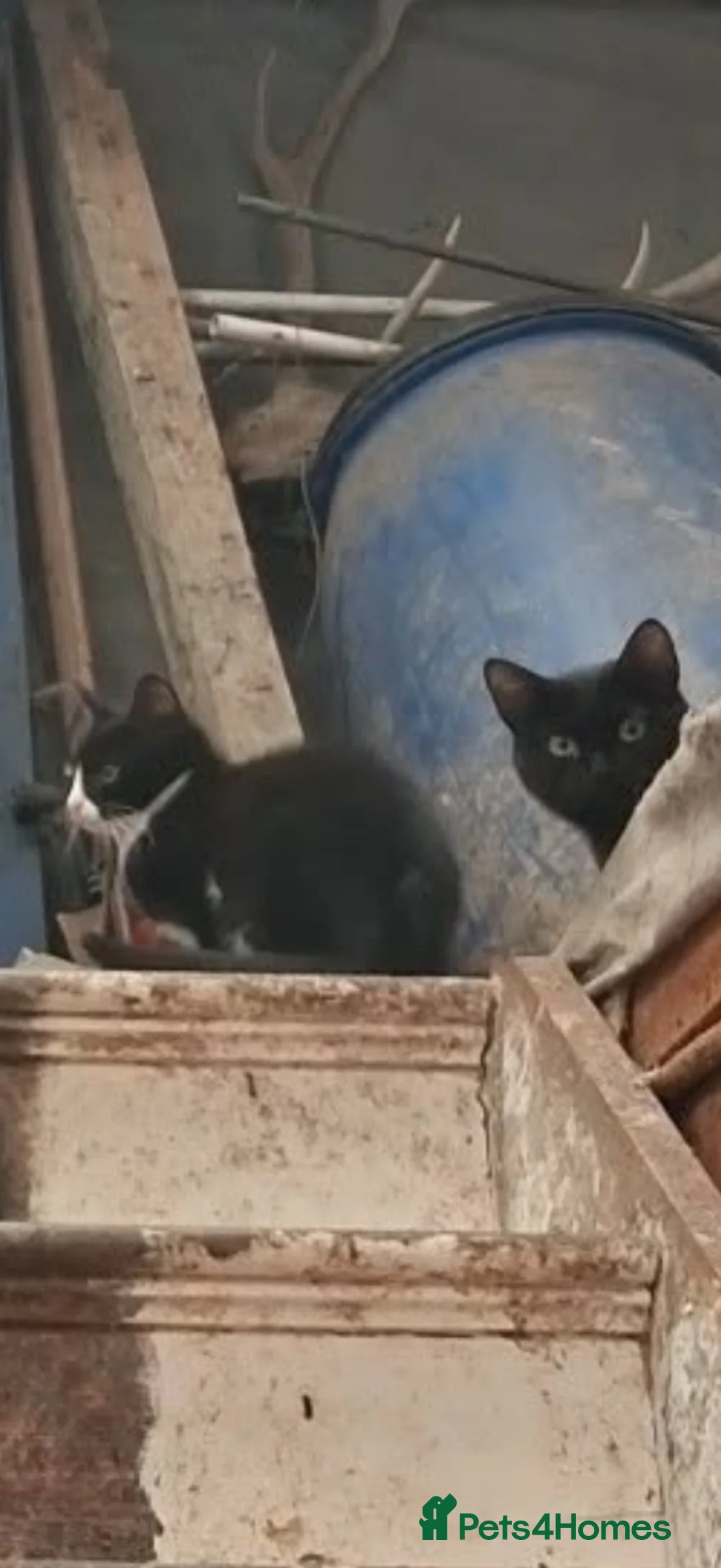 Mixed Breed cats for sale: 12 Kittens - Black/Black&White - Males/Females - Advert 14