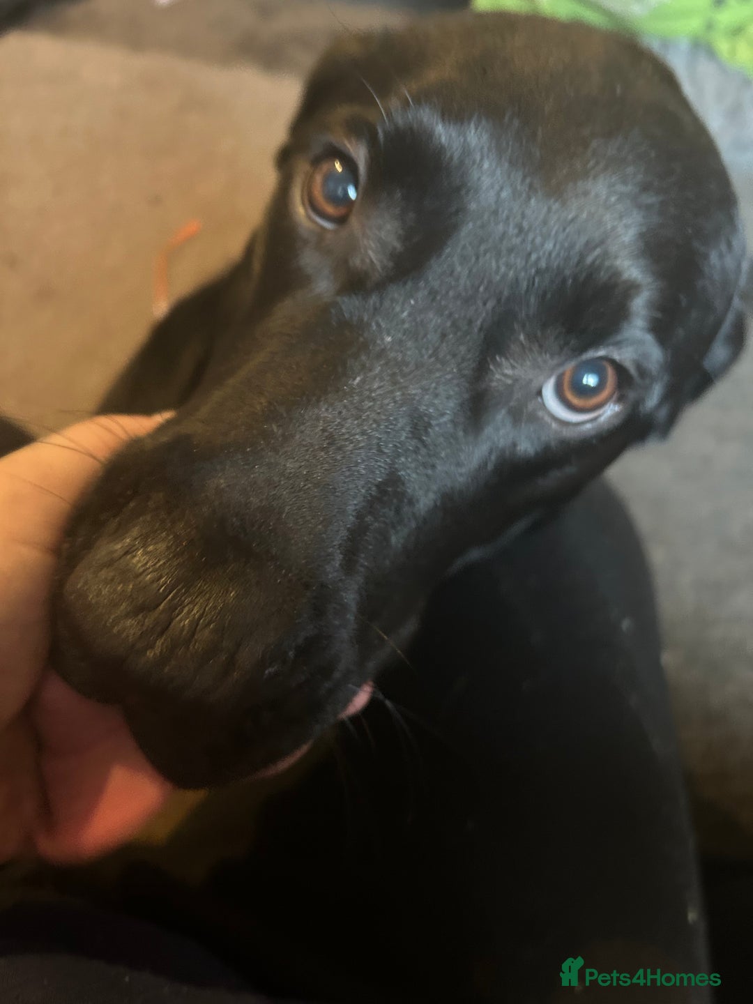 Labrador Retriever dogs for sale: Male 11 month old  - Image 4