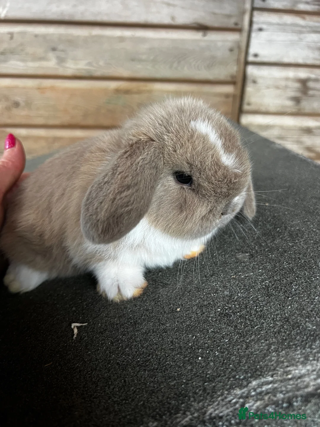 Mini Lop rabbits for sale: Mini lop baby bunnies  - Advert 4