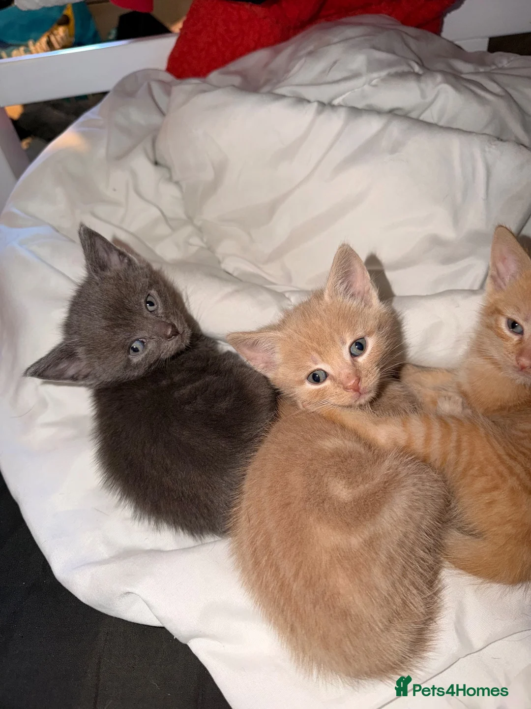 British Shorthair cats for sale: 4 beautiful kittens - Advert 5