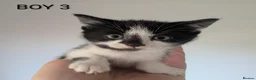 Mixed Breed cats for sale: 6 Beautiful, Happy & Healthy Kittens in Stoke-on-Trent - Advert 4