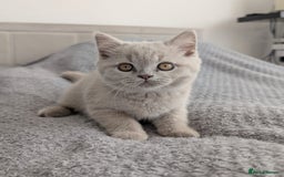 Scottish Fold cats for sale: Scottish fold kittens are looking for family🥰 - Advert 18