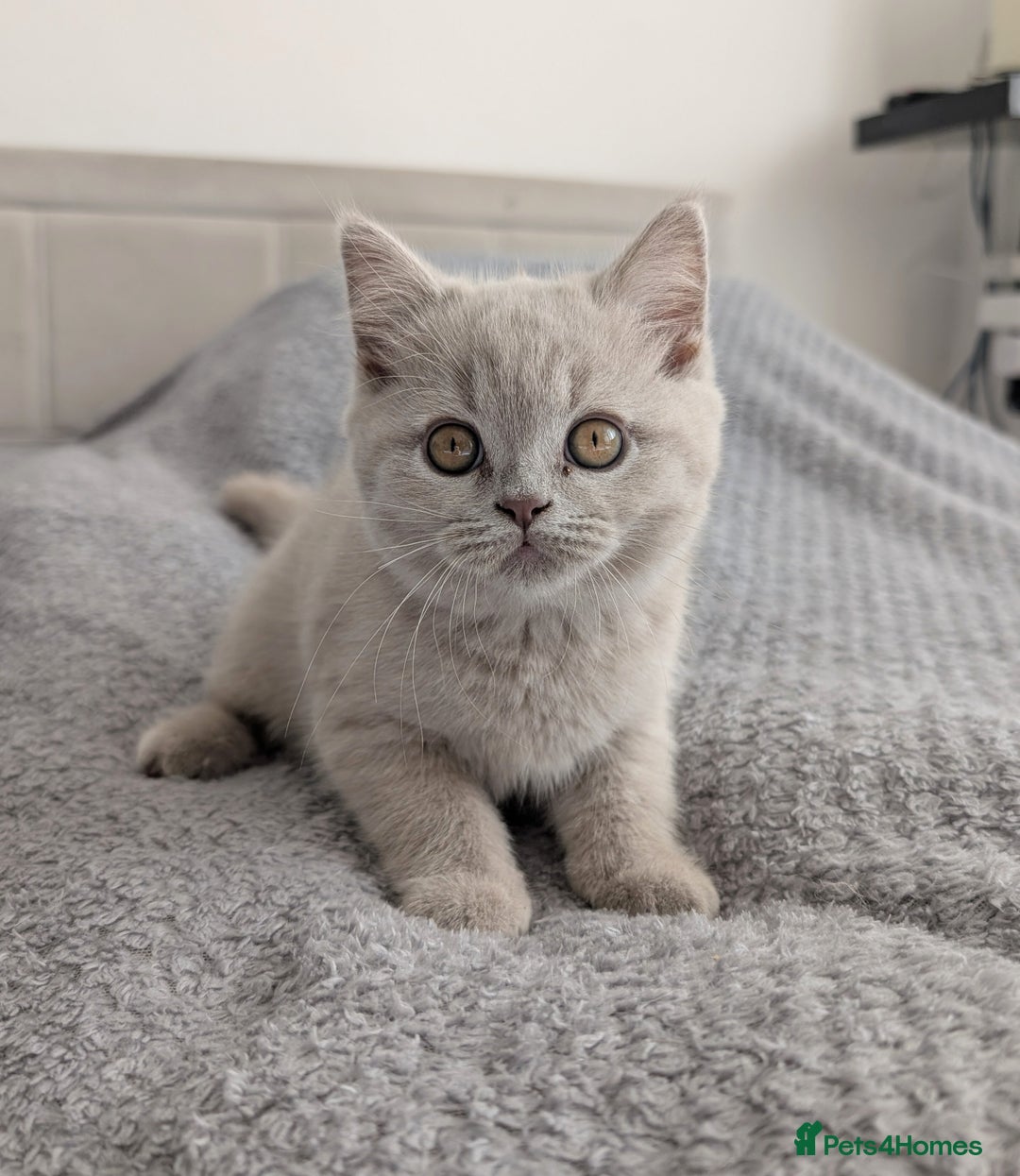 Scottish Fold cats for sale: Scottish fold kittens are looking for family🥰 - Advert 18