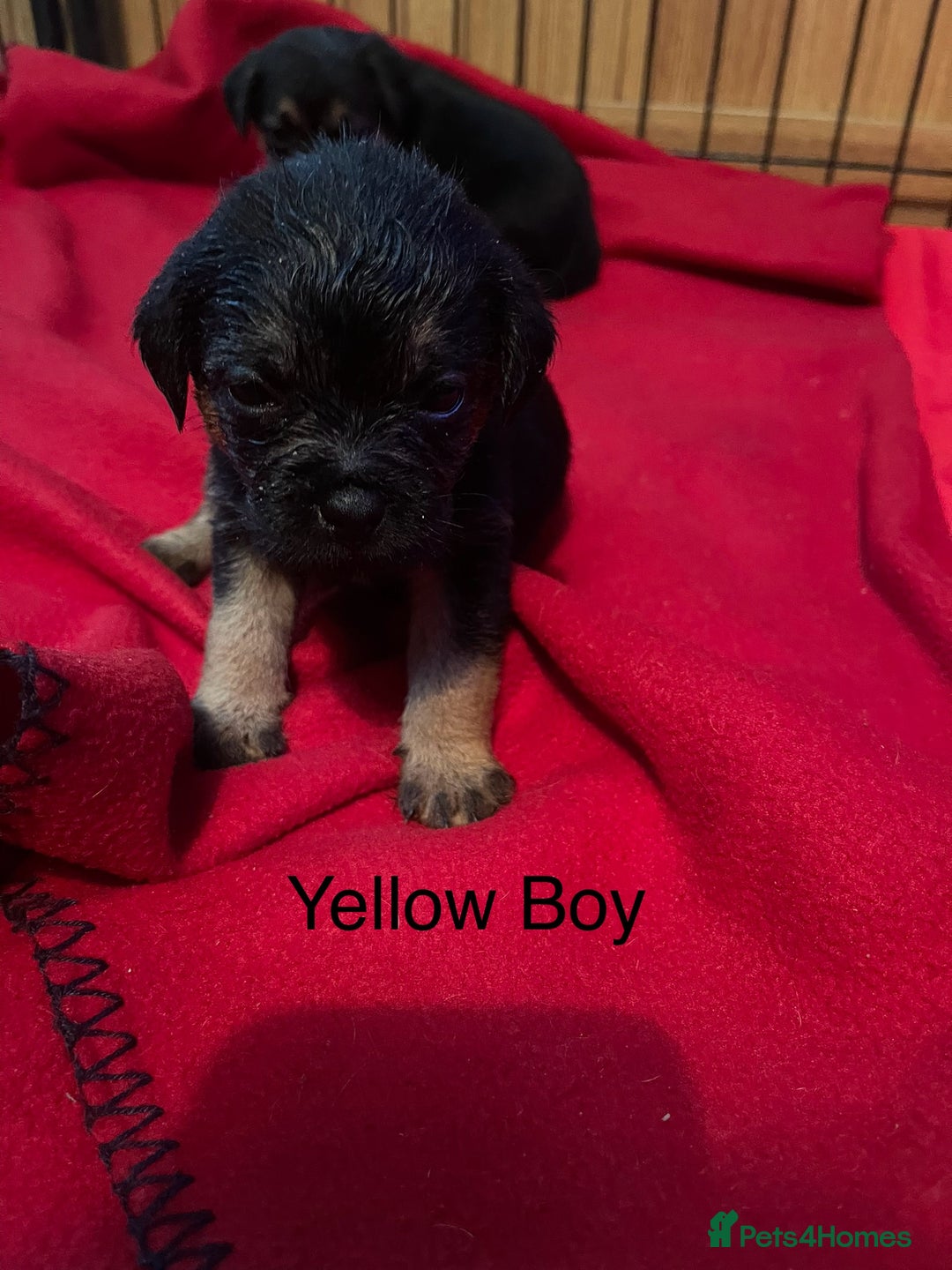 Border Terrier dogs for sale: Border Terrier Pups - Advert 11