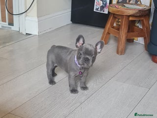 French Bulldog dogs - Advert 23