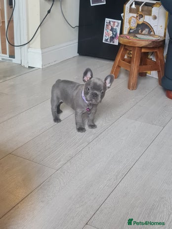 French Bulldog dogs - Advert 11