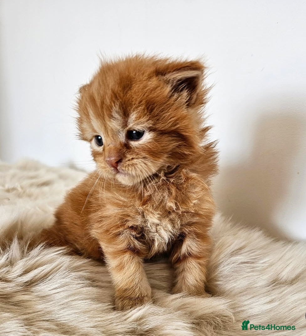 Maine Coon cats Stunning pedigree Maine Coon kittens  - Advert 17